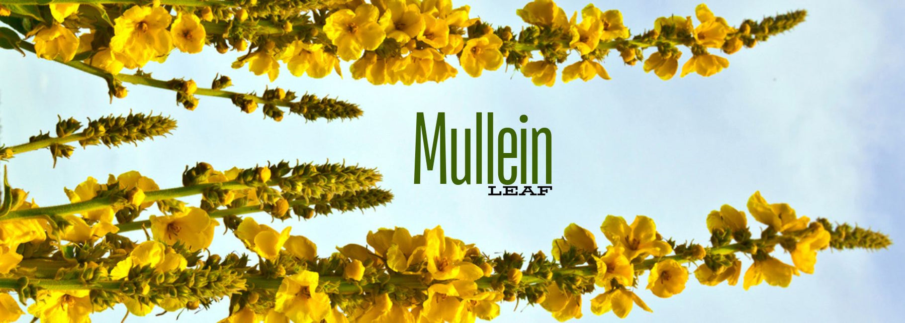 What is Mullein Leaf good for?