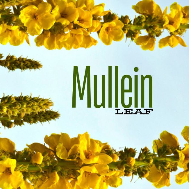 What is Mullein Leaf good for?