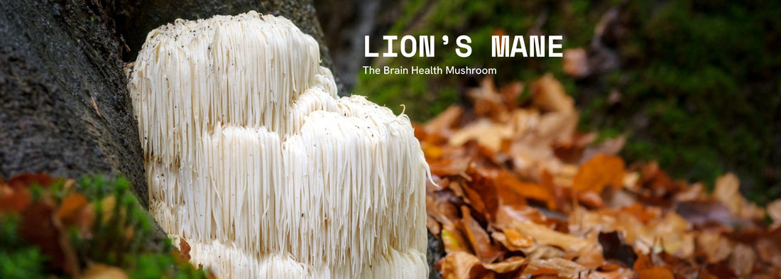 Lion's Mane Gummies & Powders: Boost Brain Health