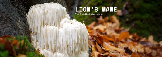 Lion's Mane Gummies & Powders: Boost Brain Health