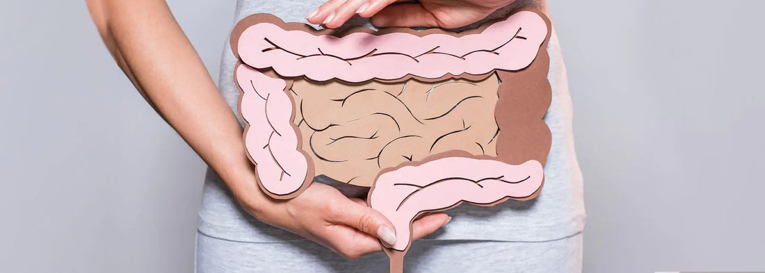 Image of a model of the digestive system