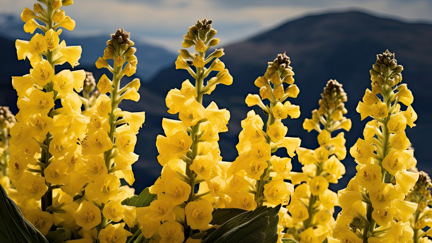 Why Mullein Leaf is Trending on TikTok: The Herbal Powerhouse Everyone's Talking About