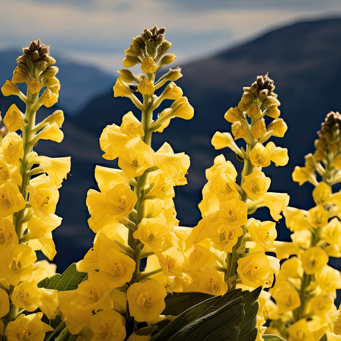 Why Mullein Leaf is Trending on TikTok: The Herbal Powerhouse Everyone's Talking About