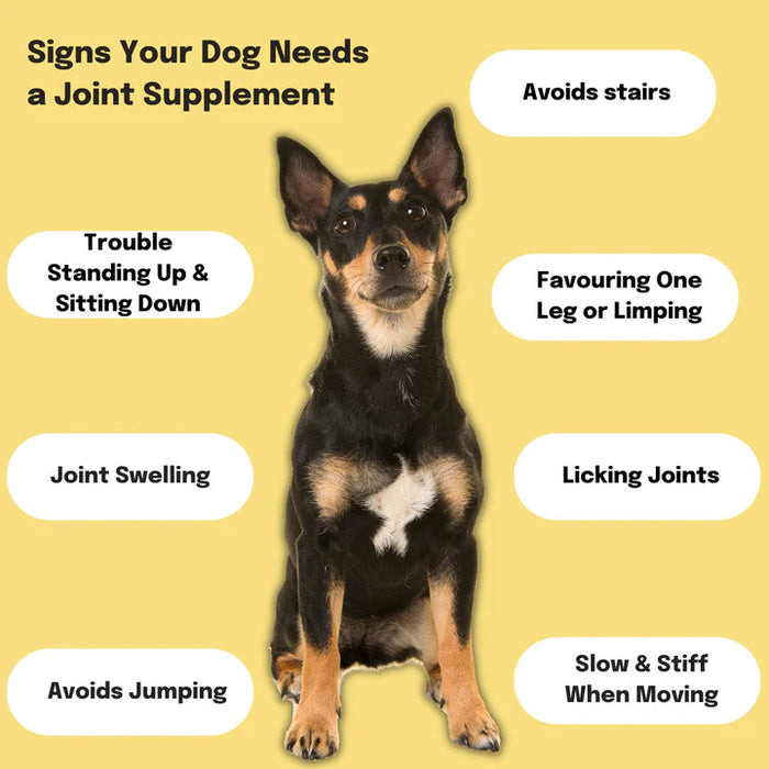 Buddy and lola 2024 multivitamin