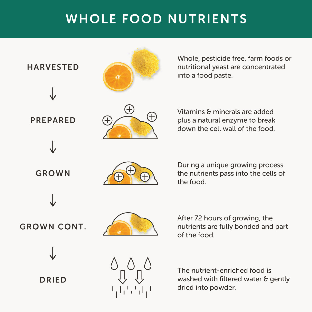 Together Health Together Health B-Vitamin Complex | 30 Capsules