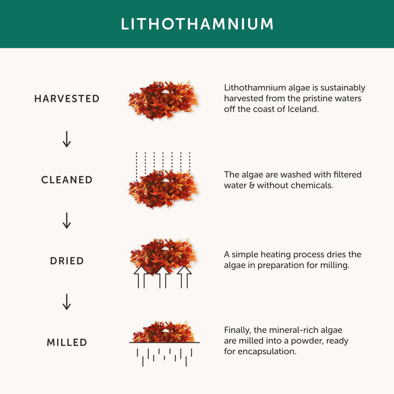 Together Health Together Health Night Time Complex | 60 Capsules