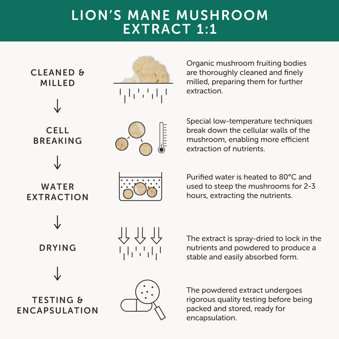 Together Health Together Health Organic Lion's Mane Mushroom | 60 Capsules